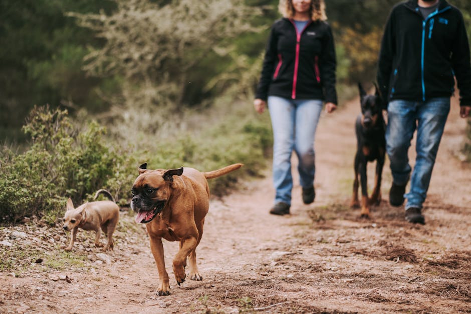 Automatische Gruppeneinteilung von Hunden nach Ausbildungsstand