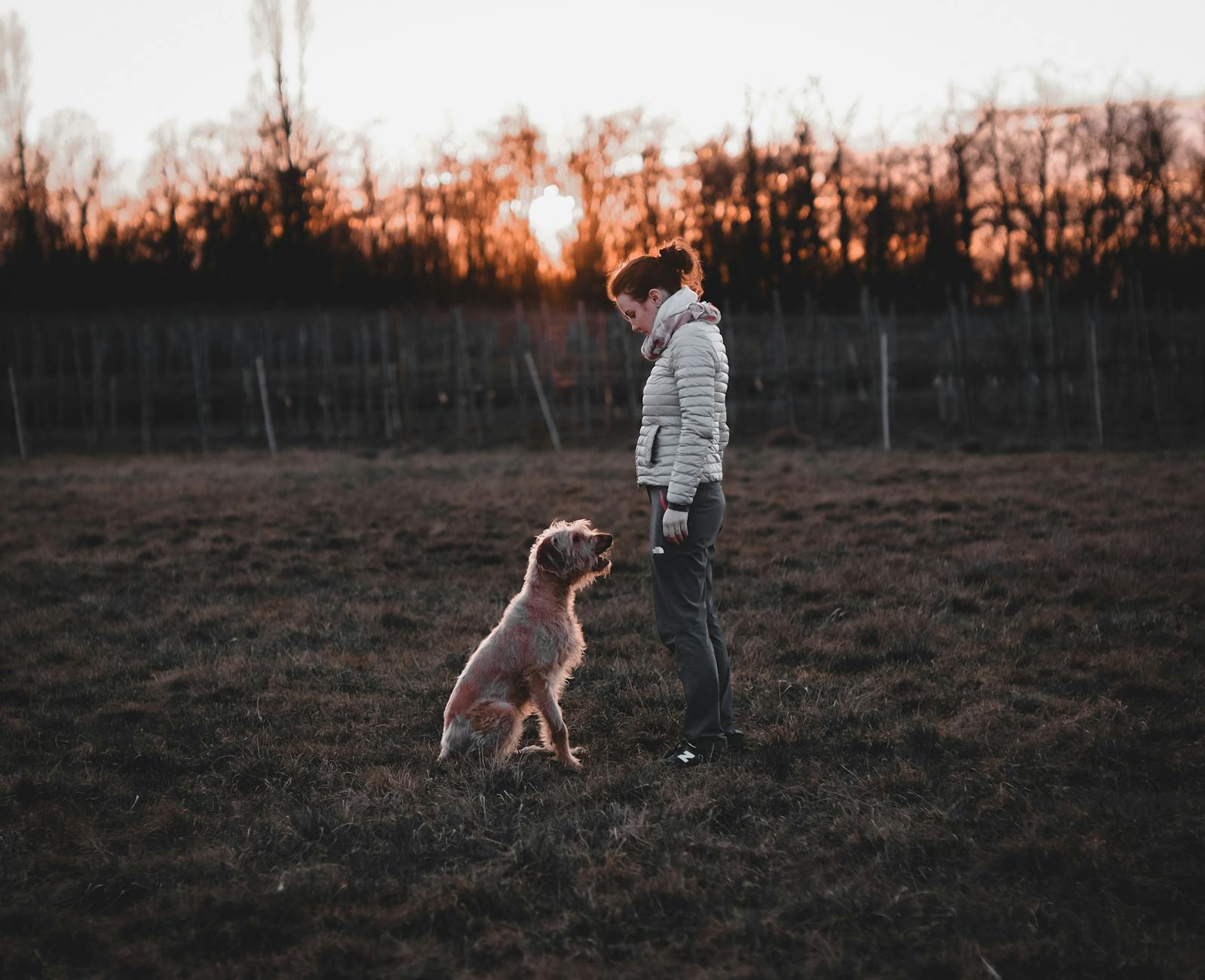 IrenQixLab Dashboard für Hundetrainer mit Kursübersicht