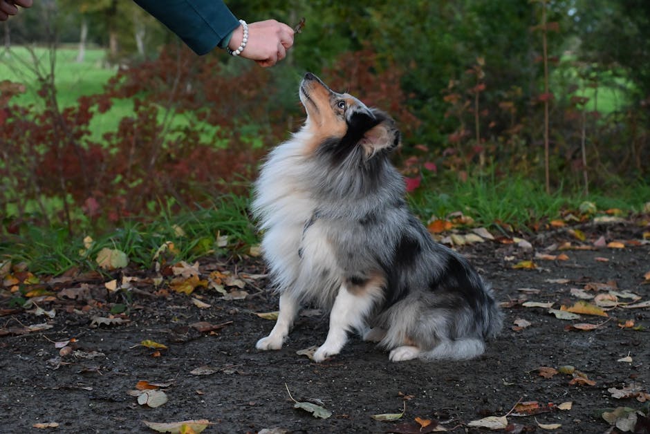 Grundgehorsam-Training mit erwachsenen Hunden in der Gruppe