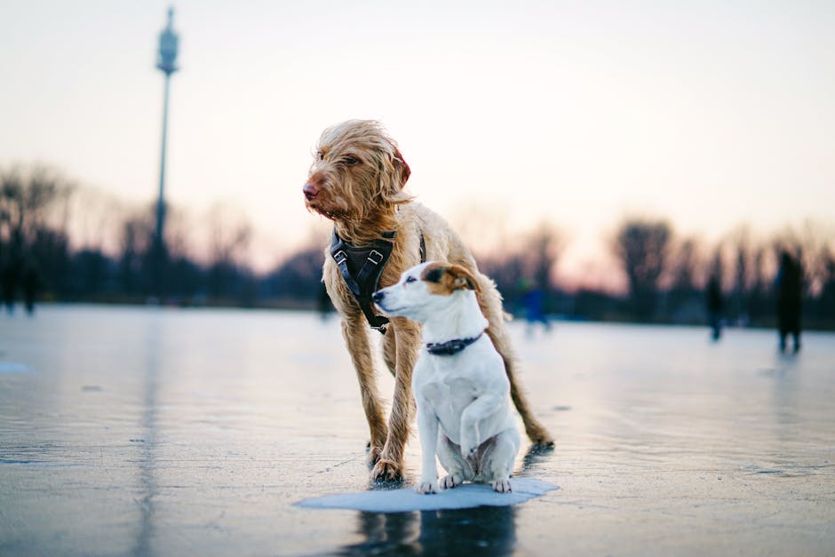 Digitale Verwaltung einer Hundeschule im Vergleich zu analogen Methoden